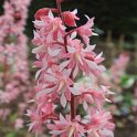 X Heucherella 'Viking Ship' fleur
